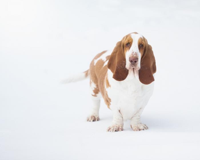 Las 14 razas de perros más sensibles al frío