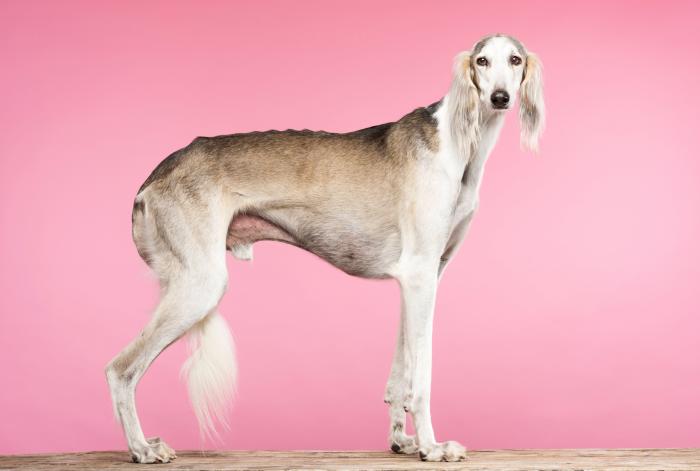 Zara lanza una colección para perros y tiene hasta un 'fachaleco'