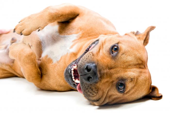 Cómo saber si tu perro está enfermo: 14 síntomas para preocuparse