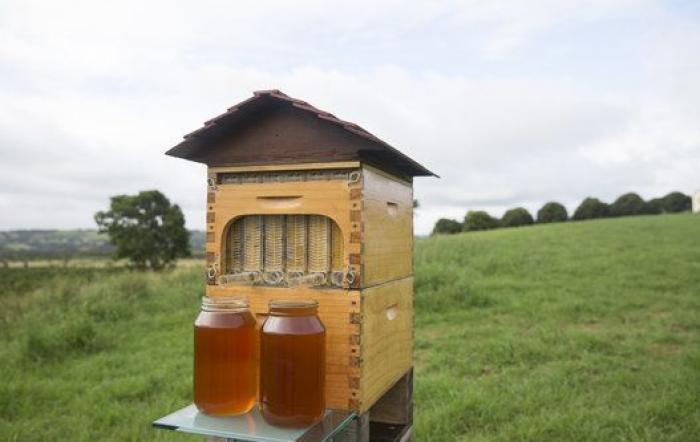 Flow Hive, un invento para obtener miel sin tener que estresar ni que llenar de humo a las abejas