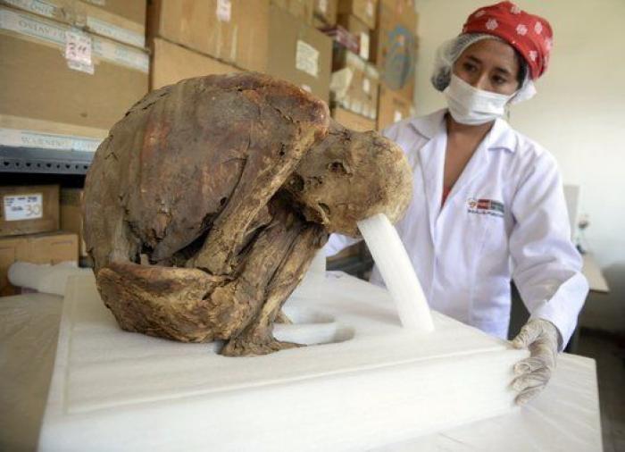 Es la momia de un niño enterrado en Perú hace más de 1.000 años (FOTOS)