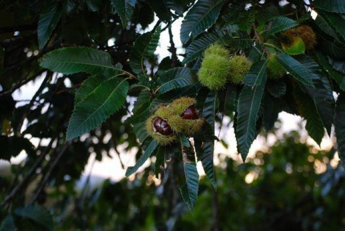 Quercus Sonora protege la flora autóctona gallega a través de la música