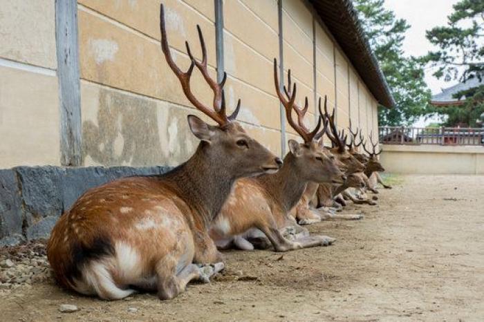 Nara, la ciudad tomada por los ciervos (FOTOS)