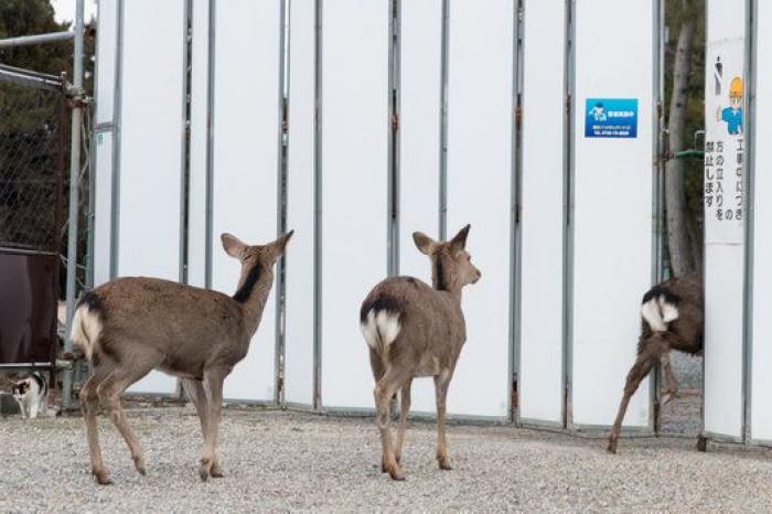 Nara, la ciudad tomada por los ciervos (FOTOS)