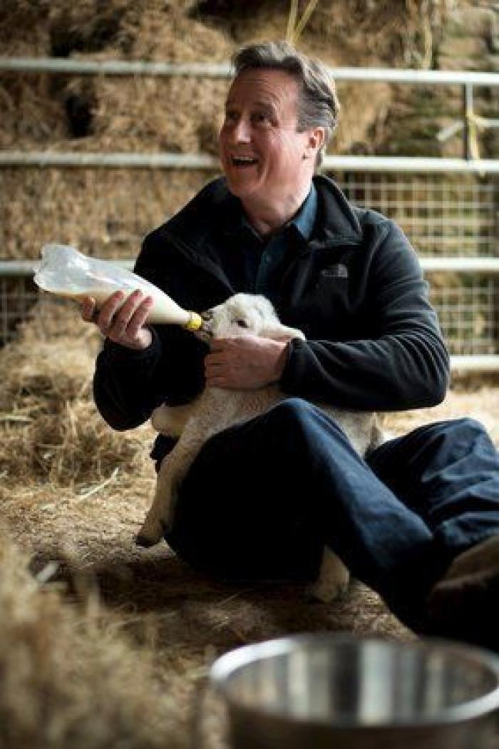 Cameron en campaña: amamanta a un cordero durante una visita a una granja