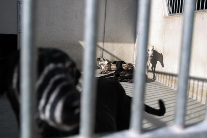 La bendición es la adopción: San Antón en el Centro de Protección de Animales de Madrid