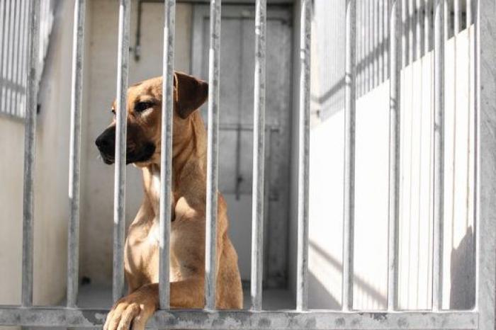 La bendición es la adopción: San Antón en el Centro de Protección de Animales de Madrid