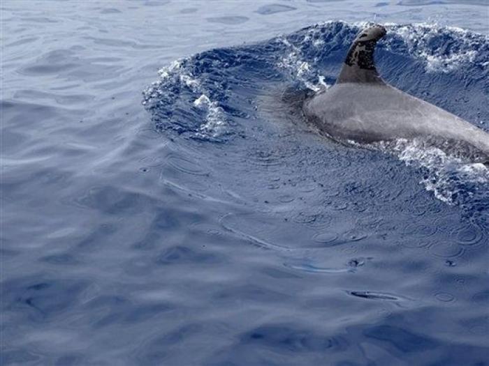 Avistan cerca de Gran Canaria el primer delfín manchado de petróleo