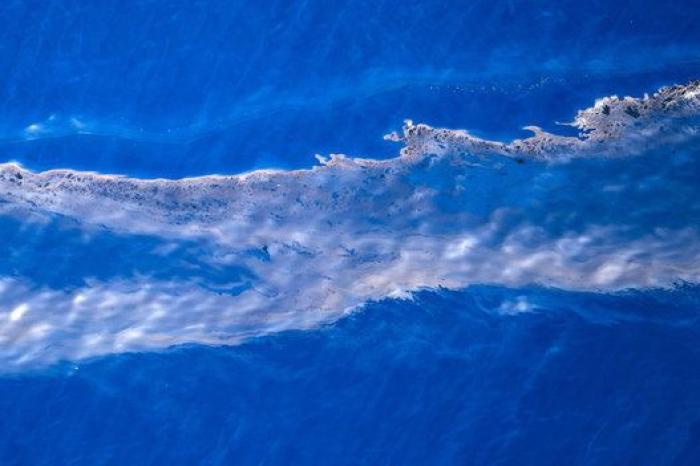 Avistan cerca de Gran Canaria el primer delfín manchado de petróleo