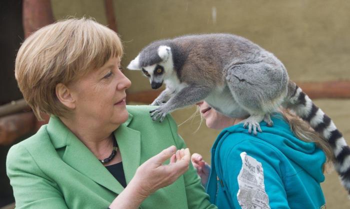 Merkel y el lemur (FOTOS)