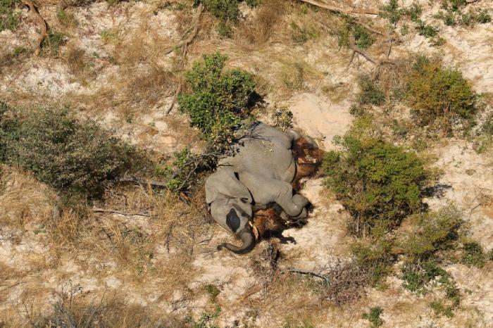 La explotación del elefante asiático, ¿de qué manera puedes impedirlo?