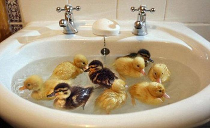 49 HERMOSOS animales dándose un buen baño