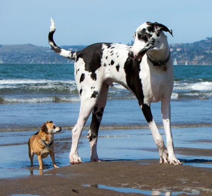 La genial (y viral) foto de un perro y su dueño que demuestran lo rápido que pasa un año