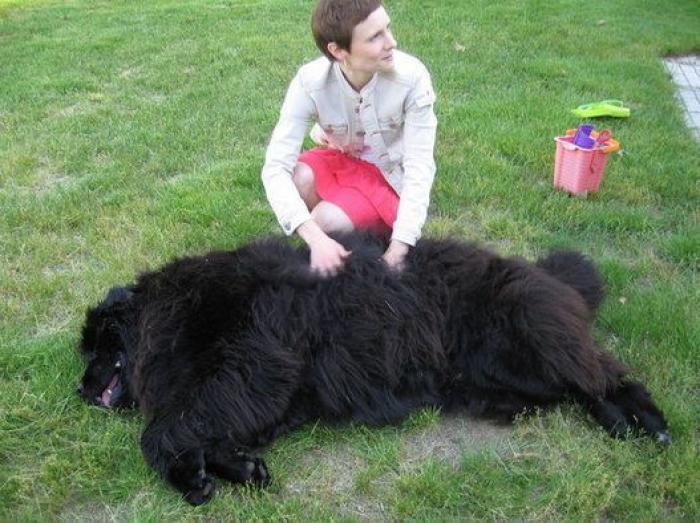 16 perros lo suficientemente grandes como para montarse en ellos