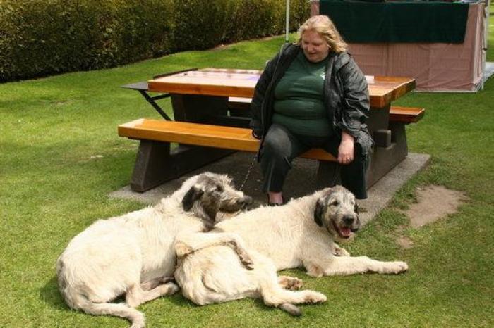 16 perros lo suficientemente grandes como para montarse en ellos