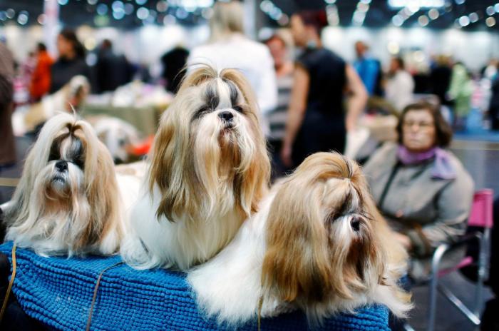 Así de guapos se han puesto estos perros en el mayor evento canino del mundo (FOTOS)