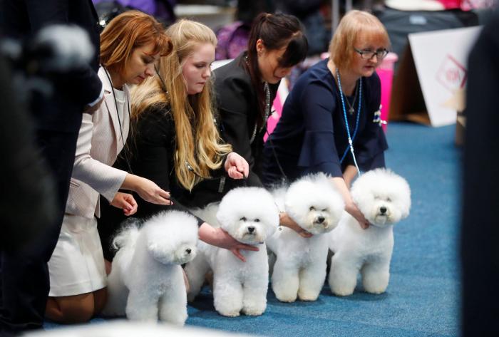 Así de guapos se han puesto estos perros en el mayor evento canino del mundo (FOTOS)