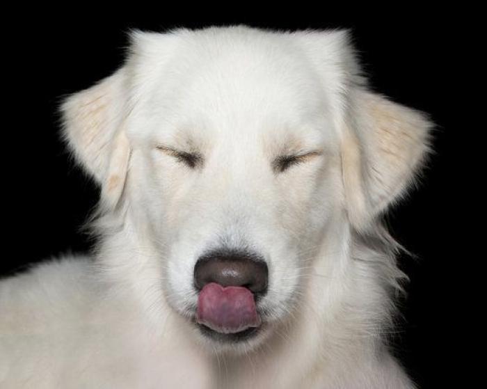 Estas fotos de perros zen te harán sentir muy zen