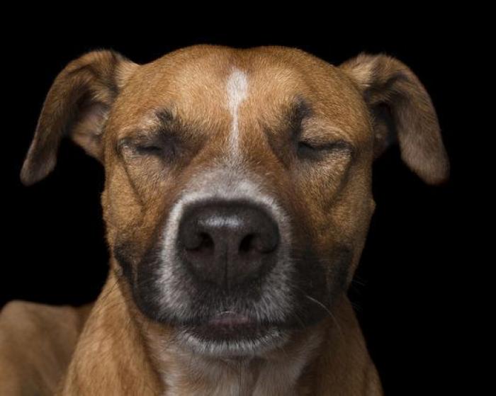 Estas fotos de perros zen te harán sentir muy zen