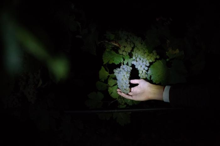 Un paseo nocturno entre viñedos: así es una vendimia nocturna