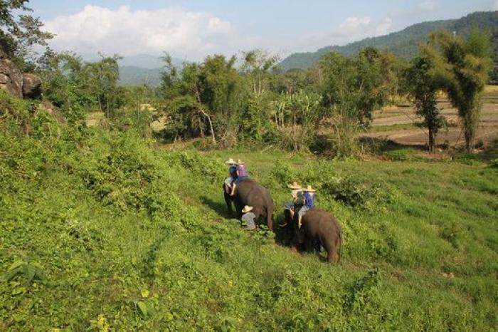 Un paseo con elefantes en Chiang Mai