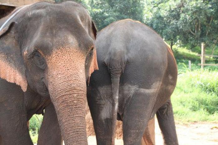 Un paseo con elefantes en Chiang Mai