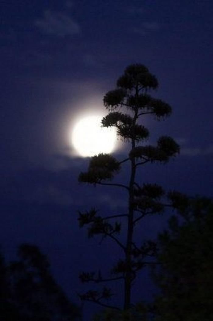 Las impresionantes imágenes de la 'superluna' de finales de agosto