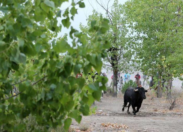 Toro de la Vega: Taurinos y animalistas vuelven a enfrentarse por el festejo