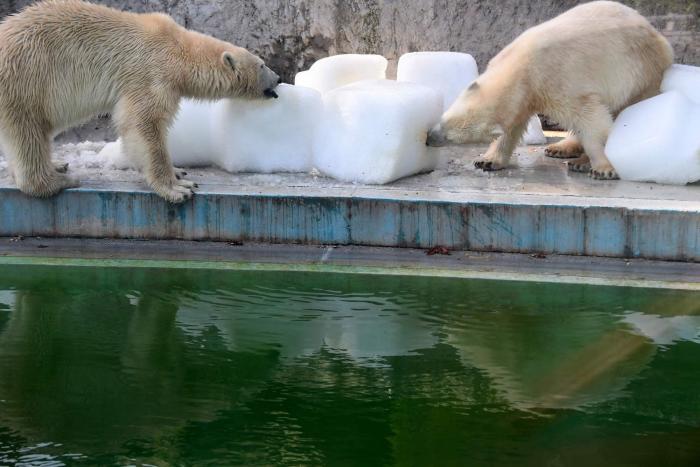 La crueldad del ser humano en fotos: osos polares a 40º en el zoo de Budapest