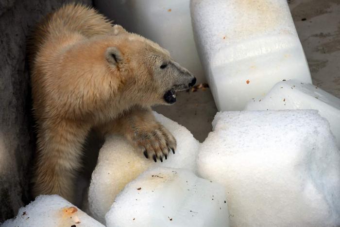 La crueldad del ser humano en fotos: osos polares a 40º en el zoo de Budapest