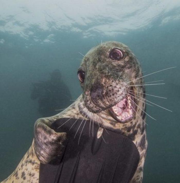 ¡Pa-ta-ta! La foto de esta foca sonriente bien vale un premio de fotografía