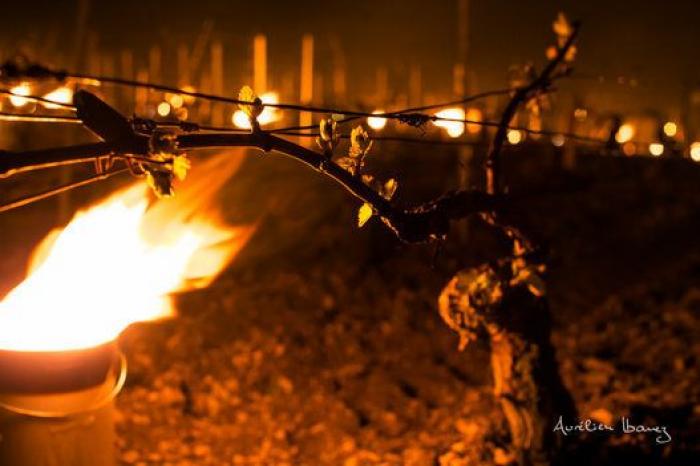 Esta viña francesa se ha calentado con miles de velas para combatir el frío