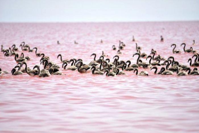 No es la piscina del diablo: este impresionante lago rosa de Turquía debe su color a un alga