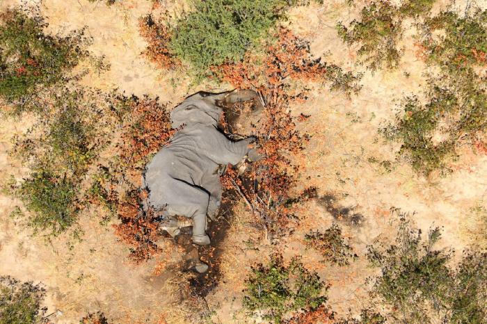 La explotación del elefante asiático, ¿de qué manera puedes impedirlo?