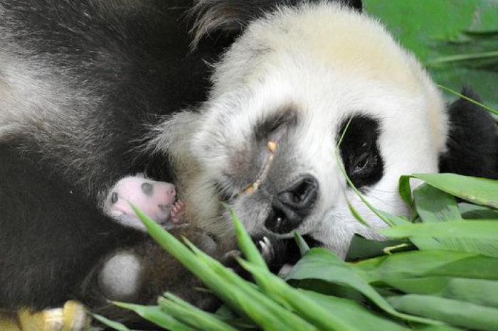 Los osos panda del zoo chino de Guangzhou cumplen 100 días (FOTOS)