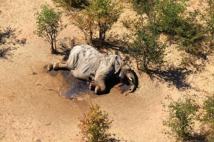 Botsuana investiga la misteriosa muerte de 275 elefantes en los últimos días