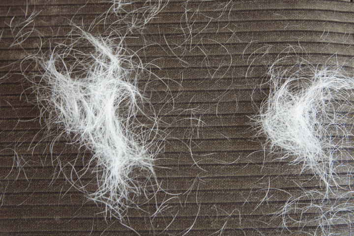 QUITAR PELO PERROS  El truco viral para eliminar los pelos de tus mascotas  de los sofás y la ropa