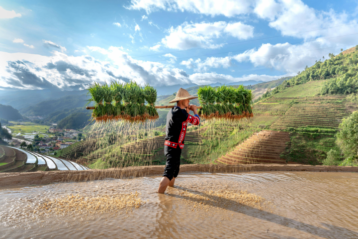 Un joven de etnia H'Mong que lleva brotes de arroz jazmín para cultivarlos en campos de arroz en Mu Cang Chai, provincia de Yen Bai, Vietnam.