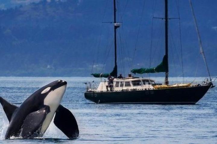 noticiaspuertosantacruz.com.ar - Imagen extraida de: https://www.huffingtonpost.es//life/animales/dos-orcas-causan-caos-estrecho.html