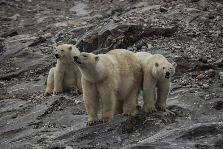 Oso polar: ¿dónde vive, qué come y por qué está en peligro de extinción?