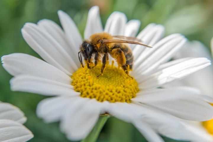 noticiaspuertosantacruz.com.ar - Imagen extraida de: https://www.huffingtonpost.es//planeta/plaga-mata-abejas-masivamente-acelera-forma-peligrosa-rp.html