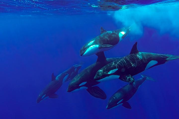 noticiaspuertosantacruz.com.ar - Imagen extraida de: https://www.huffingtonpost.es//sociedad/este-mapa-localizacion-todas-orcas-estrecho.html