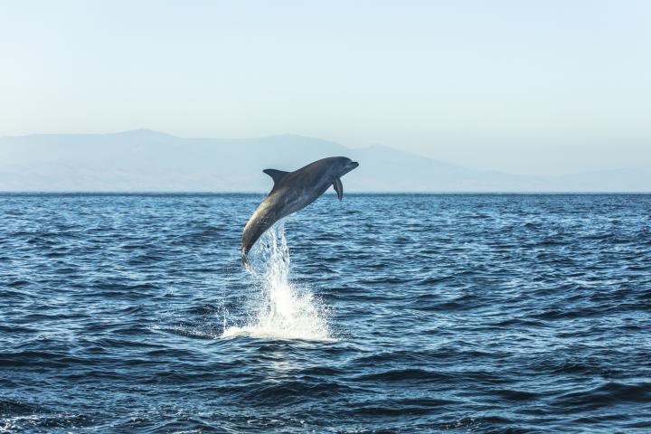noticiaspuertosantacruz.com.ar - Imagen extraida de: https://www.huffingtonpost.es//planeta/unos-buceadores-descubren-red-mata-delfines-mallorca.html