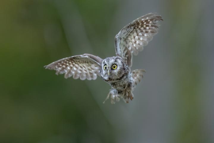 noticiaspuertosantacruz.com.ar - Imagen extraida de: https://www.huffingtonpost.es//life/animales/unas-camaras-espana-captan-situacion-inedita-aves-descoloca-biologos.html