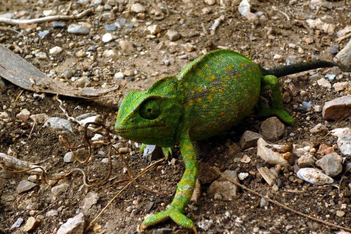 noticiaspuertosantacruz.com.ar - Imagen extraida de: https://www.huffingtonpost.es//life/animales/el-rincon-andalucia-sencillo-encontrarse-camaleon.html