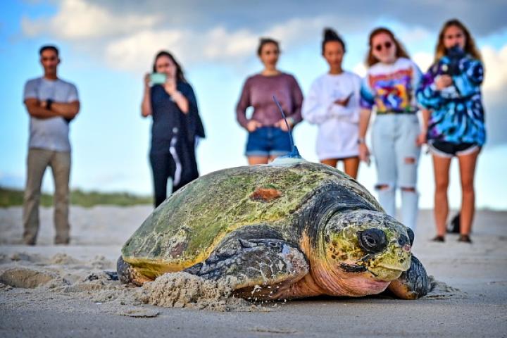 noticiaspuertosantacruz.com.ar - Imagen extraida de: https://www.huffingtonpost.es//sociedad/activan-protocolo-emergencia-63-huevos-tortuga-playa-alicante.html