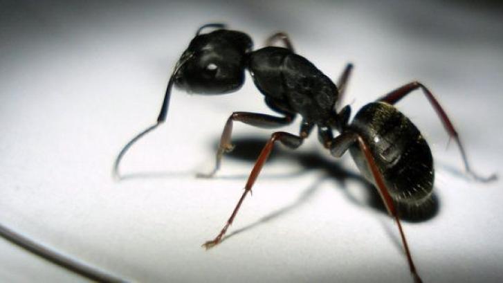 Hormigas contra la crisis