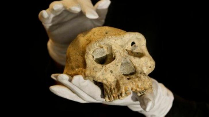 'Cráneo 5': tiene 1,8 millones de años y cuestiona la teoría evolutiva de los humanos (FOTOS)