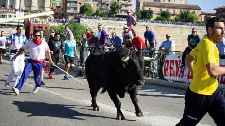 Tordesillas (Valladolid) celebra este martes el Toro de la Vega, sin muerte por cuarto año consecutivo