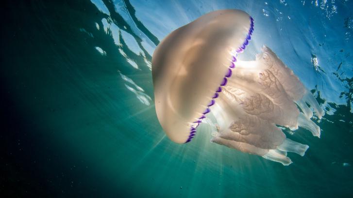 Cómo saber si hay medusas en la playa a la que vas